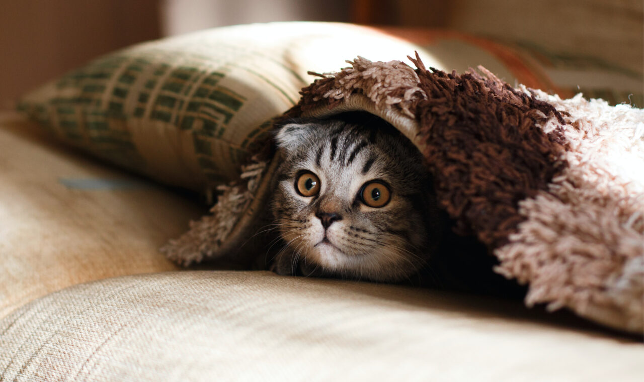 Eine Katze versteckt sich unter einer Decke auf einem Sofa