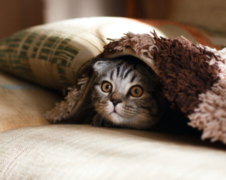 Eine Katze versteckt sich unter einer Decke auf einem Sofa