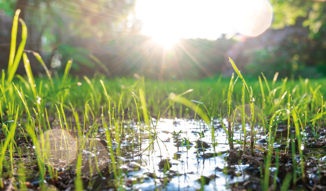 Garten steht unter Wasser. Symbolbild zum Thema Grundstücksentwässerung ©Fokussiert/stock.adobe.com